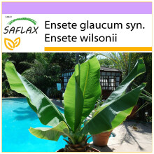 SAFLAX  - Schneebanane - Ensete - 10 Samen