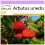 SAFLAX  - Erdbeerbaum - Arbutus - 50 Samen 1