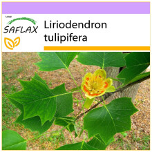 SAFLAX - Tulip Tree - 20 seeds - Liriodendron tulipifera