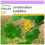 SAFLAX  - Echter Tulpenbaum - Liriodendron - 20 Samen 1