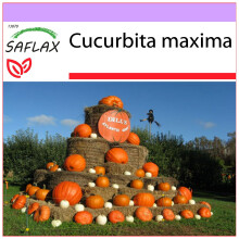 SAFLAX - Pumpkin - Atlantic Giant - 7 seeds - Cucurbita maxima