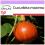 SAFLAX - Potiron - Hokkaïdo - 10 graines - Cucurbita maxima 1