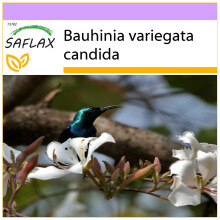 SAFLAX - White Orchid Tree - 5 seeds - Bauhinia variegata candida