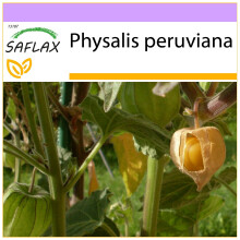 SAFLAX  - Kapstachelbeere - Physalis - 100 Samen