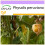 SAFLAX  - Kapstachelbeere - Physalis - 100 Samen 1