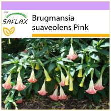 SAFLAX - Engelstrompete Pink - Brugmansia - 10 Samen