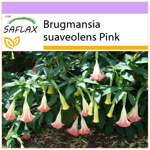 SAFLAX  - Engelstrompete Pink - Brugmansia - 10 Samen