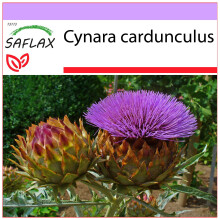 SAFLAX  - Spanische Artischocke - Cynara - 50 Samen