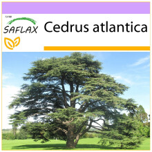 SAFLAX  - Atlaszeder - Cedrus - 20 Samen