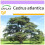 SAFLAX  - Atlaszeder - Cedrus - 20 Samen 1
