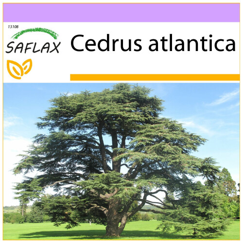 SAFLAX  - Atlaszeder - Cedrus - 20 Samen