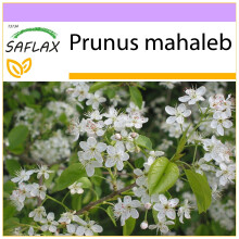 SAFLAX - Cerisier de Sainte-Lucie - 30 graines - Prunus mahaleb