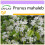 SAFLAX  - Felsenkirsche - Prunus - 30 Samen 1