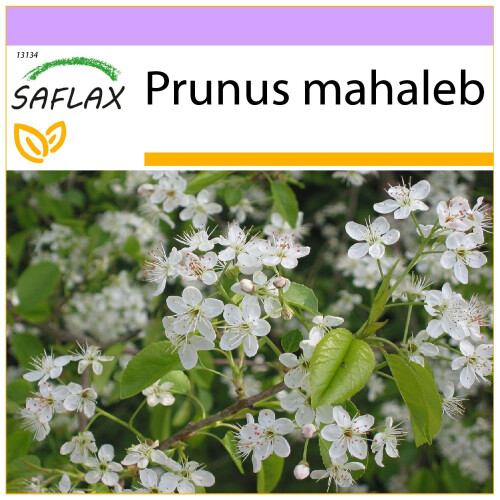 SAFLAX  - Felsenkirsche - Prunus - 30 Samen