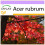 SAFLAX  - Rotahorn - Acer - 20 Samen 1