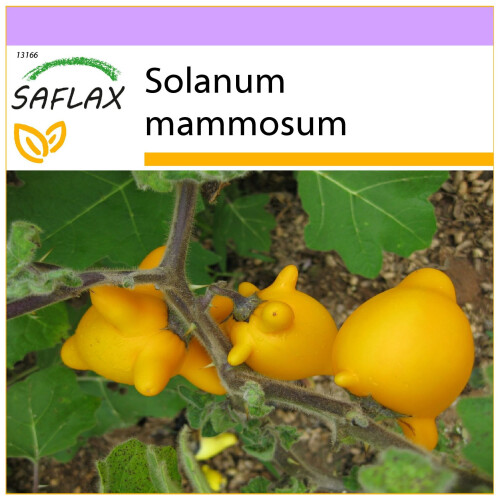 SAFLAX - Ubre de vaca - 10 semillas - Solanum