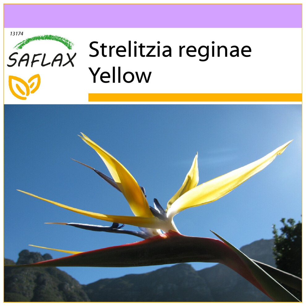 SAFLAX - Yellow Strelitzia Mandela's Gold - 4 seeds  - Strelitzia reginae Yellow