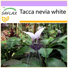SAFLAX  - Nepal - Fledermausblume - Tacca - 10 Samen