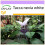 SAFLAX - Géant népalais - Fleur chauve-souris - 10 graines - Tacca nevia white 1