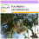 SAFLAX  - Roter Flusseucalyptus - Eucalyptus - 200 Samen 1