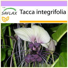 SAFLAX - Plante chauve-souris blanche - 10 graines - Tacca integrifolia
