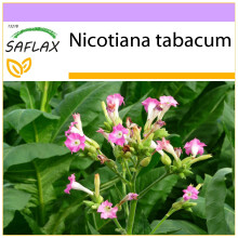 SAFLAX  - Tabaco de Virginia - 250 semillas - Nicotiana