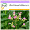 SAFLAX - Tabac - 250 graines - Nicotiana tabacum 1