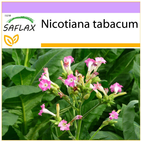 SAFLAX - Tabac - 250 graines - Nicotiana tabacum