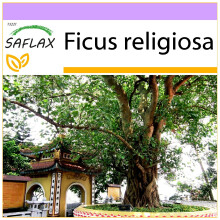 SAFLAX - Peepul Tree / Sacred Fig - 100 seeds - Ficus religiosa