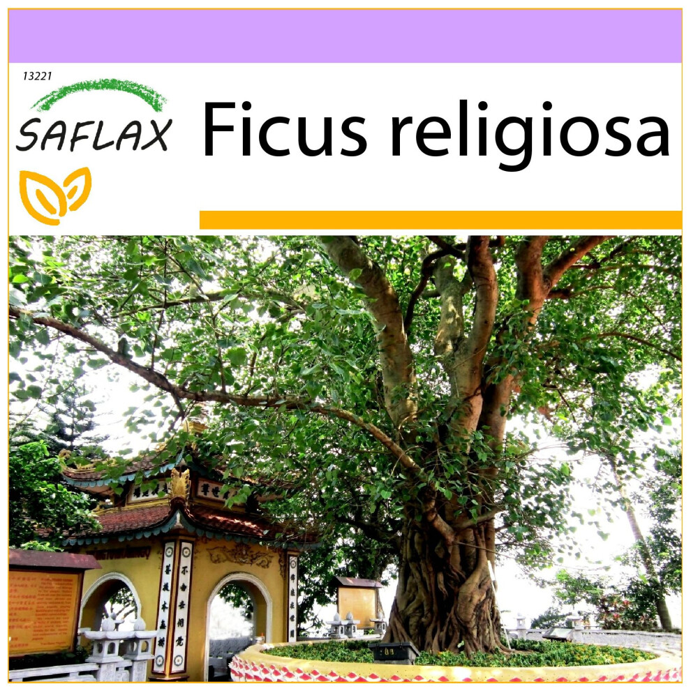 SAFLAX - Peepul Tree / Sacred Fig - 100 seeds  - Ficus religiosa