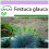 SAFLAX  - Blauschwingelgras - Festuca - 50 Samen 1