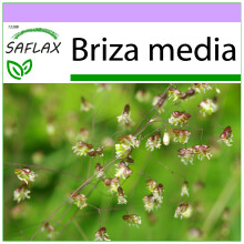 SAFLAX - Corazones - 75 semillas - Briza