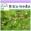SAFLAX  - Herzzittergras - Briza - 75 Samen 1