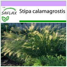 SAFLAX - Stipa calamagrostis - 50 semillas - Stipa
