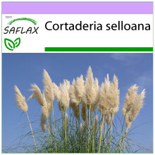 SAFLAX  - Pampasgras - Cortaderia - 200 Samen