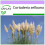 SAFLAX  - Pampasgras - Cortaderia - 200 Samen 1