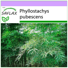 SAFLAX  - Riesenbambus - Phyllostachys - 20 Samen