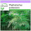 SAFLAX  - Riesenbambus - Phyllostachys - 20 Samen 1