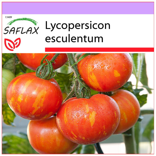 SAFLAX  - Tomate - Tigerella - Lycopersicon - 10 Samen