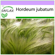 SAFLAX - Cola de ardilla - 70 semillas - Hordeum