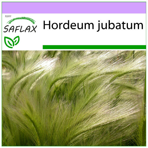 SAFLAX  - Mähnengerste - Hordeum - 70 Samen