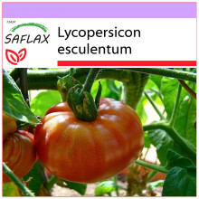 SAFLAX  - Tomate – Brandywine - Lycopersicon - 10 Samen