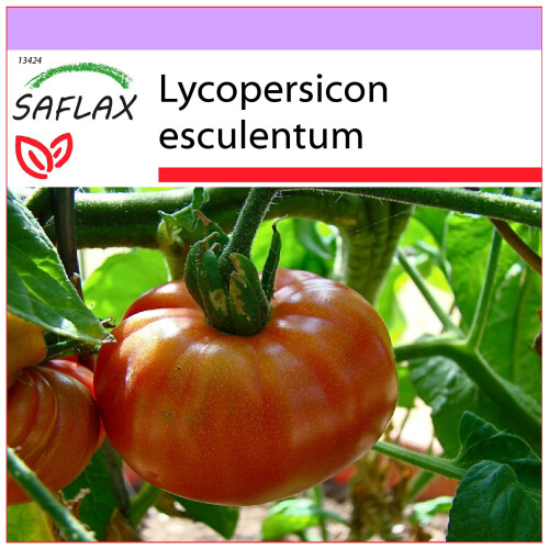 SAFLAX  - Tomate – Brandywine - Lycopersicon - 10 Samen