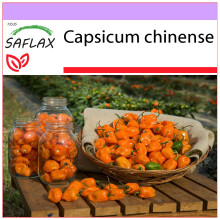 SAFLAX - Piment habanero jaune - 10 graines - Capsicum chinense