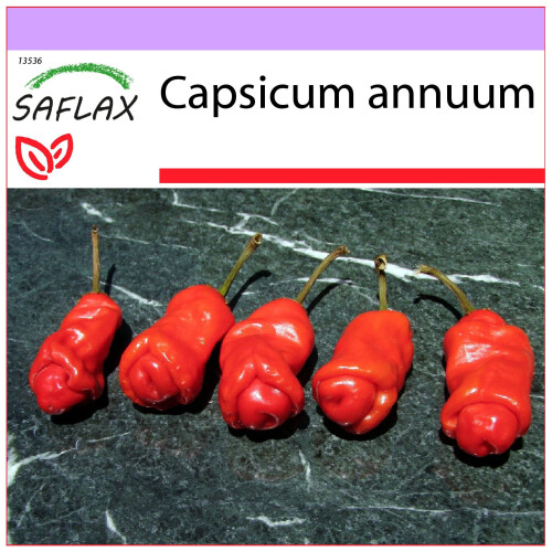 SAFLAX  - Chili - Penis Chili - Capsicum - 10 Samen