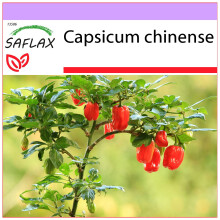 SAFLAX - Piment habanero - 10 graines - Capsicum chinense