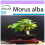 SAFLAX - Mûrier blanc - 200 graines - Morus alba 1