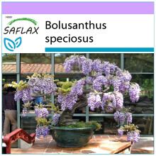 SAFLAX - Bonsai - African Wisteria Tree - 15 seeds - Bolusanthus speciosus
