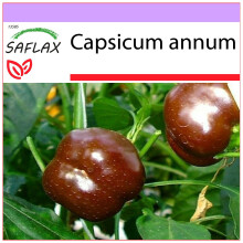 SAFLAX  - Paprika – Chocolate - Capsicum - 10 Samen
