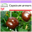 SAFLAX  - Paprika – Chocolate - Capsicum - 10 Samen 1